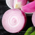 Fresh Red Purple Onion